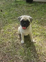 Mr White, a male Pug for sale in Hope Mills, NC – 1 of 4