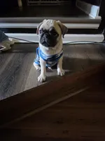 Mr White, a male Pug for sale in Hope Mills, NC – 3 of 4
