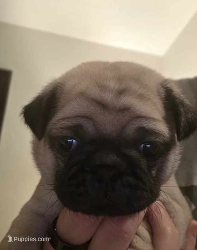 Miss Yellow – Pug puppy for sale in Hope Mills, NC