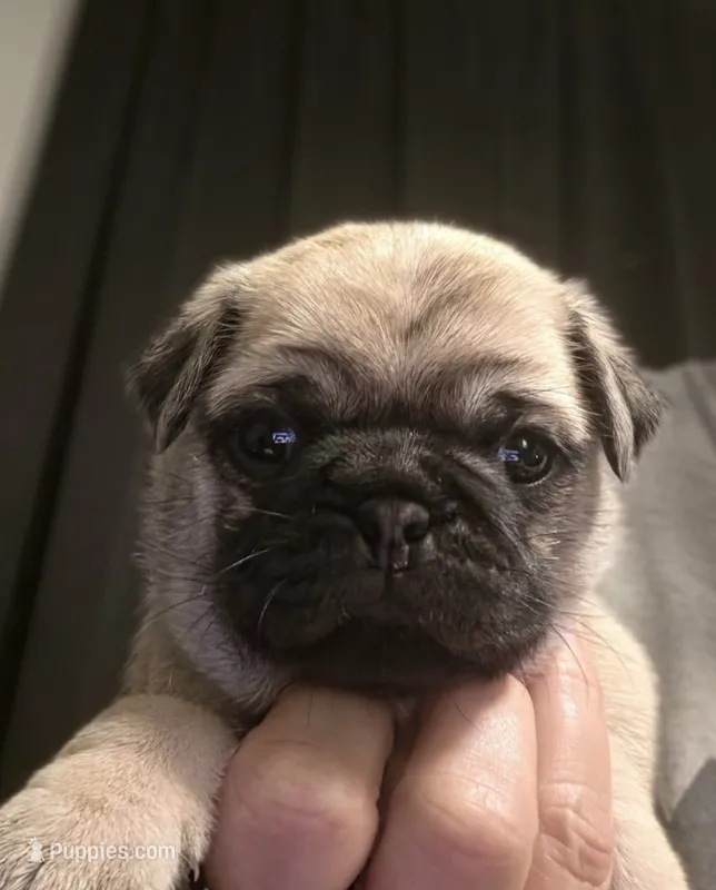 Miss Pink – Pug puppy for sale in Hope Mills, NC