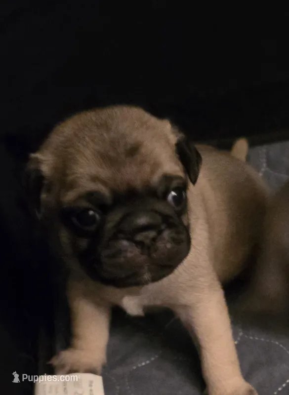 Mr. Baby Blue – Pug puppy for sale in Hope Mills, NC