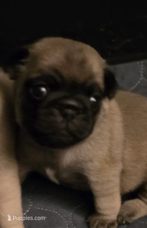 Miss Yellow – Pug puppy for sale in Hope Mills, NC