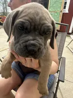 Male 3, a male Cane Corso for sale in Indianapolis, IN – Photo 3 of 5