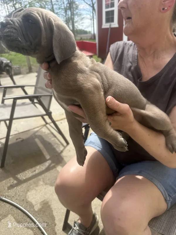 Male 3 – Cane Corso puppy for sale in Indianapolis, IN
