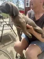 Male 3, a male Cane Corso for sale in Indianapolis, IN – Photo 1 of 5