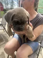 Male 3, a male Cane Corso for sale in Indianapolis, IN – Photo 2 of 5