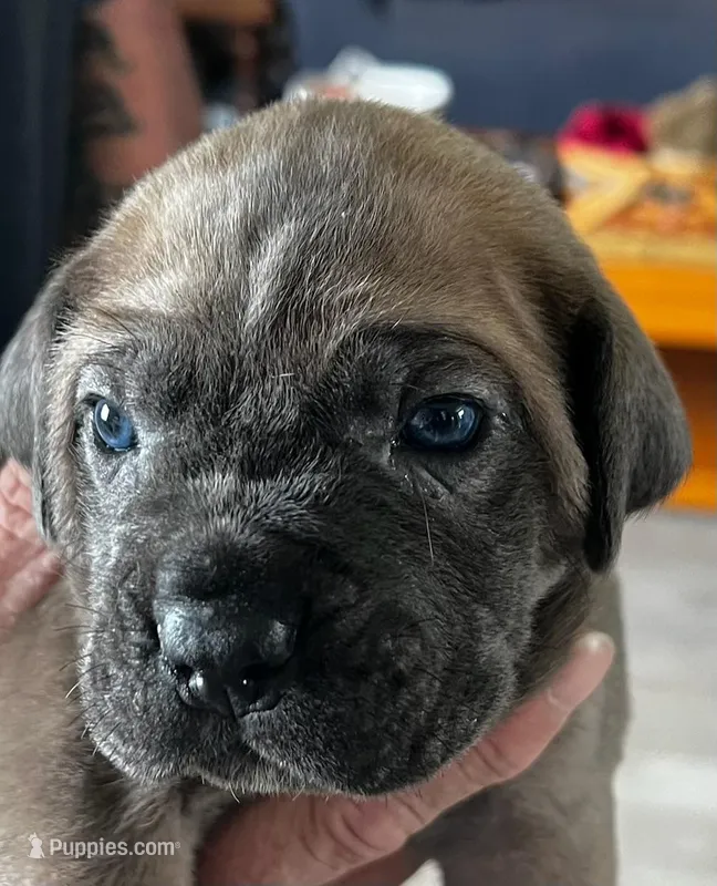 1 – Cane Corso puppy for sale in Indianapolis, IN