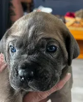 1, a male Cane Corso for sale in Indianapolis, IN – Photo 1 of 2