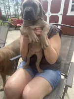 Female 1, a female Cane Corso for sale in Indianapolis, IN – Photo 3 of 5