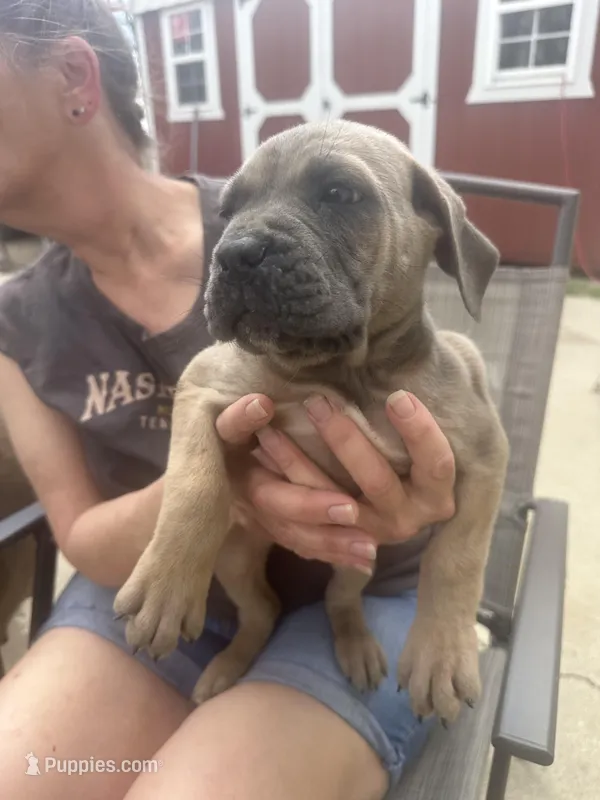 Female 1 – Cane Corso puppy for sale in Indianapolis, IN