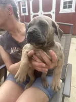 Female 1, a female Cane Corso for sale in Indianapolis, IN – Photo 1 of 5