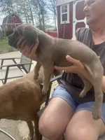 Female 1, a female Cane Corso for sale in Indianapolis, IN – Photo 2 of 5