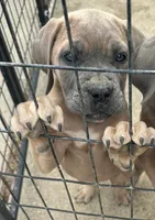 Female 1, a female Cane Corso for sale in Indianapolis, IN – 6 of 6