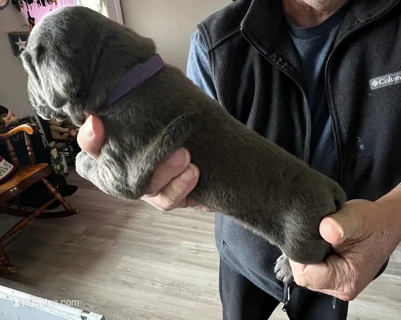 Butch – Cane Corso puppy for sale in Indianapolis, IN
