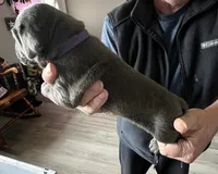 Butch, a male Cane Corso for sale in Indianapolis, IN – Photo 1 of 2