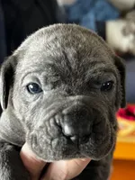Butch, a male Cane Corso for sale in Indianapolis, IN – Photo 2 of 2