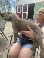 Male 1, a female Cane Corso for sale in Indianapolis, IN – Photo 3 of 5