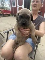 Male 1, a female Cane Corso for sale in Indianapolis, IN – Photo 2 of 5
