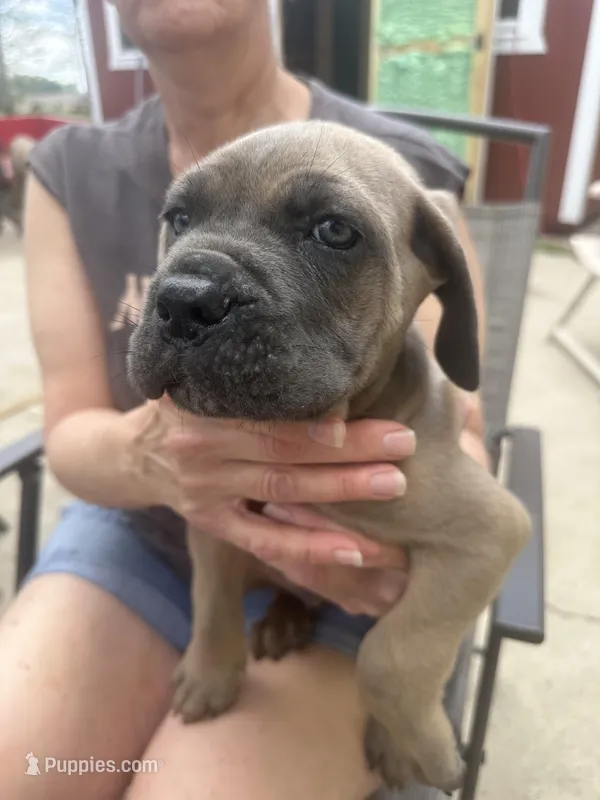 Male 1 – Cane Corso puppy for sale in Indianapolis, IN