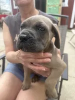 Male 1, a female Cane Corso for sale in Indianapolis, IN – Photo 1 of 5