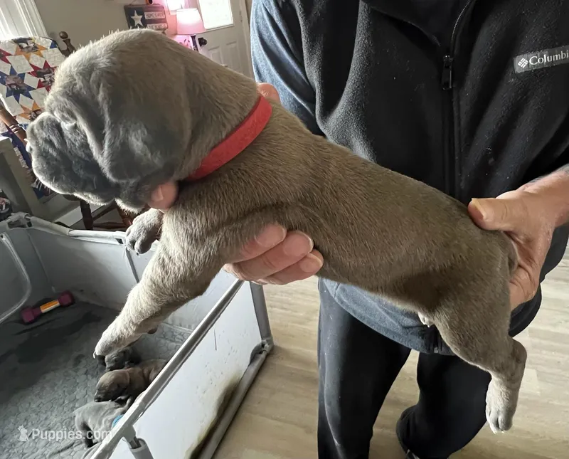2 – Cane Corso puppy for sale in Indianapolis, IN