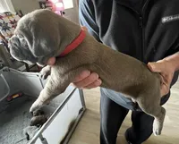 2, a female Cane Corso for sale in Indianapolis, IN – Photo 1 of 2