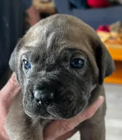 2, a female Cane Corso for sale in Indianapolis, IN – Photo 2 of 2