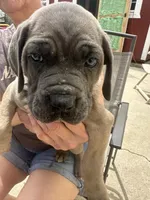 Female3, a female Cane Corso for sale in Indianapolis, IN – Photo 3 of 5