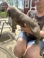 Female3, a female Cane Corso for sale in Indianapolis, IN – Photo 2 of 5