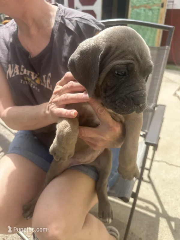 Female3 – Cane Corso puppy for sale in Indianapolis, IN