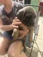 Female3, a female Cane Corso for sale in Indianapolis, IN – Photo 1 of 5