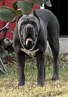 Male 2 , a male Cane Corso for sale in Indianapolis, IN – Photo 4 of 5