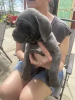 Male 2 , a male Cane Corso for sale in Indianapolis, IN – Photo 2 of 5