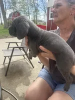 Male 2 , a male Cane Corso for sale in Indianapolis, IN – Photo 3 of 5