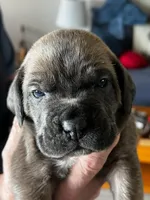 1, a female Cane Corso for sale in Indianapolis, IN – Photo 2 of 2