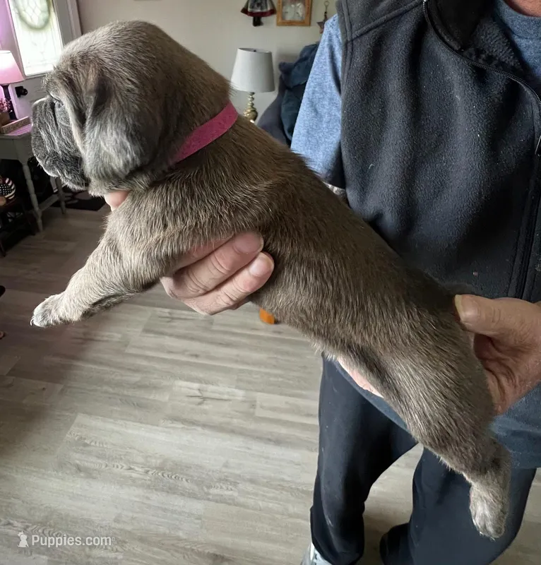 1 – Cane Corso puppy for sale in Indianapolis, IN