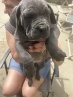 Female 2, a female Cane Corso for sale in Indianapolis, IN – Photo 2 of 5