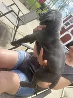 Female 2, a female Cane Corso for sale in Indianapolis, IN – Photo 3 of 5