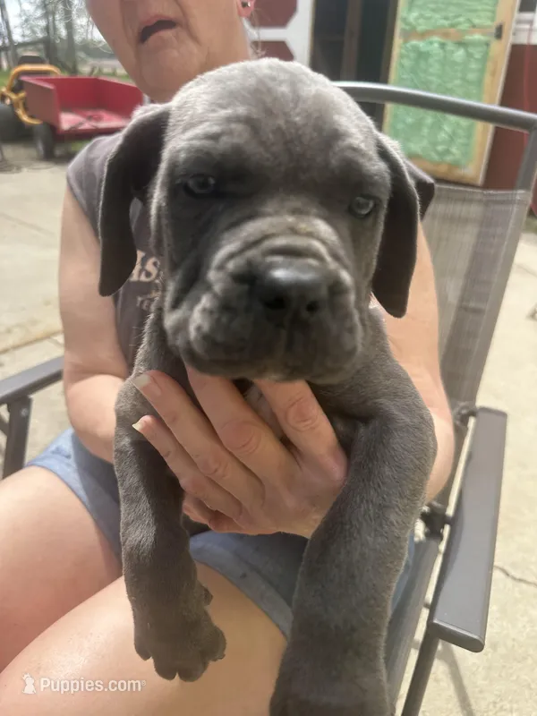 Female 2 – Cane Corso puppy for sale in Indianapolis, IN