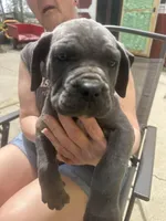 Female 2, a female Cane Corso for sale in Indianapolis, IN – Photo 1 of 5