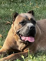 Female 2, a female Cane Corso for sale in Indianapolis, IN – Photo 5 of 5