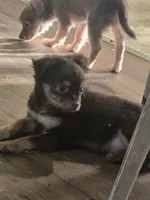 Harley , a male Chihuahua for sale in West Plains, MO – 2 of 6