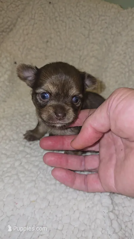Pearl – Chihuahua puppy for sale in West Plains, MO