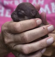 Pearl, a female Chihuahua for sale in West Plains, MO – 7 of 8