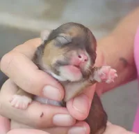 Piper, a female Chihuahua for sale in West Plains, MO – 4 of 6