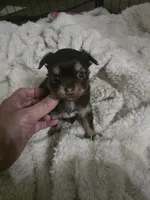 Pancho, a male Chihuahua for sale in West Plains, MO – 5 of 7