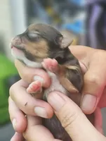 Piper, a female Chihuahua for sale in West Plains, MO – 5 of 6