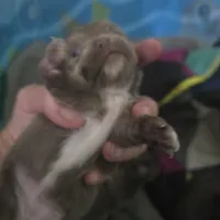 Jazzy, a female Chihuahua for sale in West Plains, MO – Photo 4 of 10