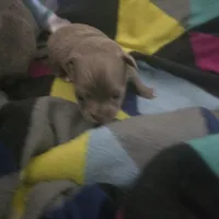 Jazzy, a female Chihuahua for sale in West Plains, MO – Photo 2 of 10