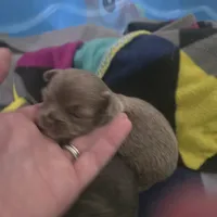 Jazzy, a female Chihuahua for sale in West Plains, MO – Photo 5 of 10